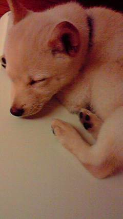 ◆みさきのゑ「HAPPYになるブログ』占いは幸せになるためのツール