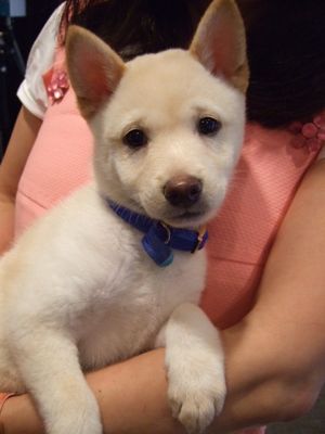 ◆みさきのゑ「HAPPYになるブログ』占いは幸せになるためのツール