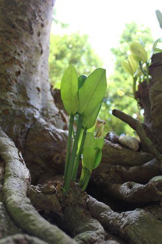 ◆みさきのゑ「HAPPYになるブログ』占いは幸せになるためのツール