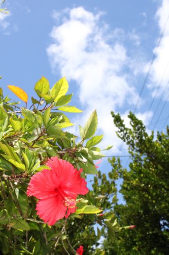 ◆みさきのゑ「HAPPYになるブログ』占いは幸せになるためのツール-花