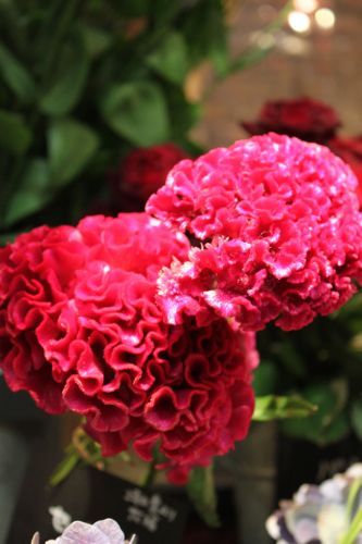 ◆みさきのゑ「HAPPYになるブログ』占いは幸せになるためのツール