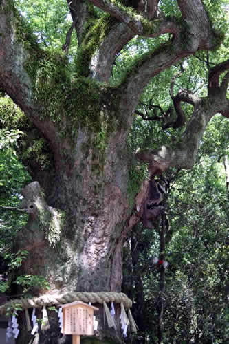 ★みさきのゑ【占いは幸せになるためのツール】HAPPYになるブログ
