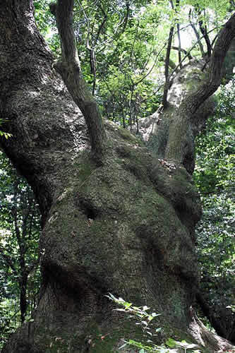 ★みさきのゑ【占いは幸せになるためのツール】HAPPYになるブログ