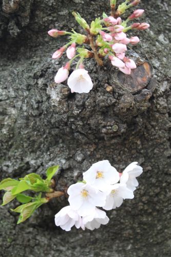 ★みさきのゑ【占いは幸せになるためのツール】HAPPYになるブログ