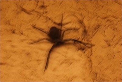 ★みさきのゑ【占いは幸せになるためのツール】自己分析のために占いを！-蜘蛛