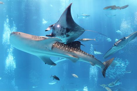 ◆みさきのゑ「HAPPYになるブログ』占いは幸せになるためのツール