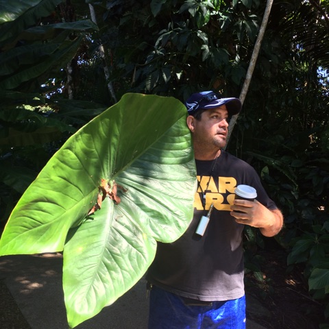 エレファントイヤー