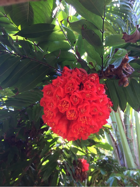 ブーゲンビリア