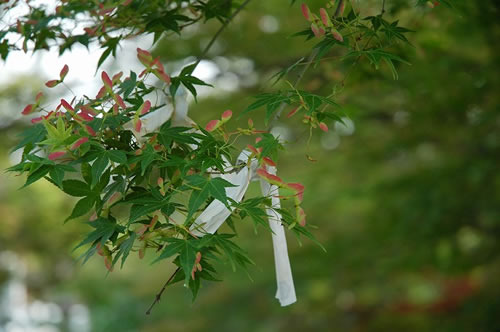 ★みさきのゑ【占いは幸せになるためのツール】HAPPYになるブログ
