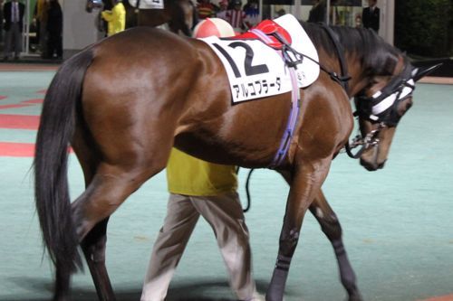 ★みさきのゑ【占いは幸せになるためのツール】HAPPYになるブログ-馬