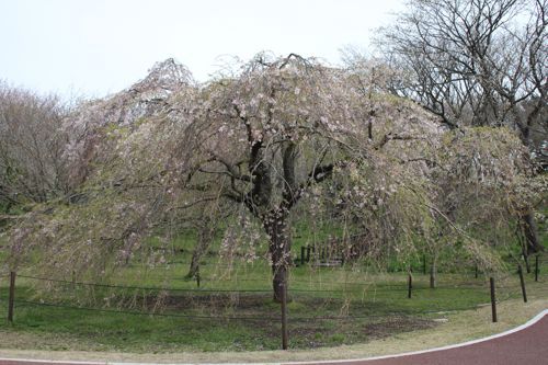 ★みさきのゑ【占いは幸せになるためのツール】HAPPYになるブログ-枝垂