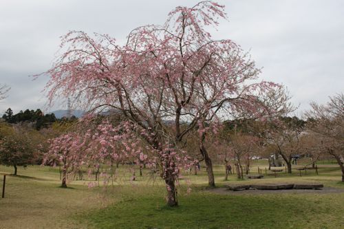 ★みさきのゑ【占いは幸せになるためのツール】HAPPYになるブログ-しだれ桜