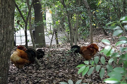 ★みさきのゑ【占いは幸せになるためのツール】HAPPYになるブログ-にわとり