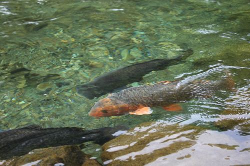 ★みさきのゑ【占いは幸せになるためのツール】自己分析のために占いを！-鯉