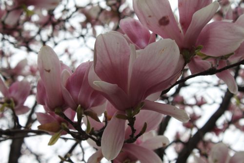 ★みさきのゑ【占いは幸せになるためのツール】HAPPYになるブログ