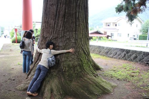 占いは幸せになるためのツール　みさきのゑHAPPYになるブログ-杉抱きつき