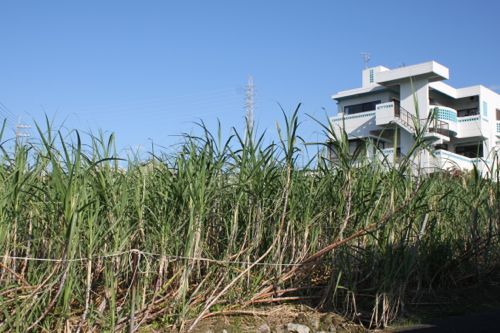 みさきのゑHAPPYになるブログ-サトウキビ
