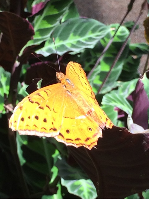 黄色蝶々