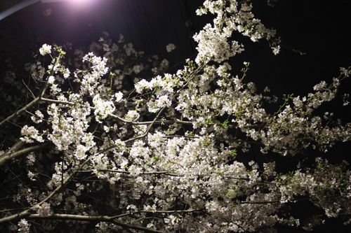 ★みさきのゑ【占いは幸せになるためのツール】HAPPYになるブログ-夜桜